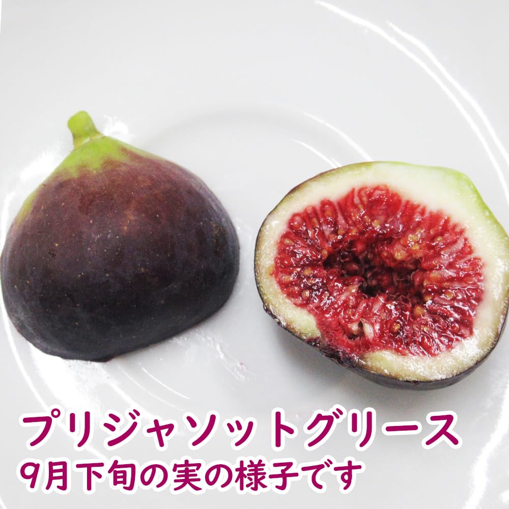 メーカー再生品】 成長めちゃ早い 超激レア希少 イチジク ｉ258 接木